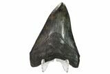 Fossil Megalodon Tooth - Georgia #151526-2